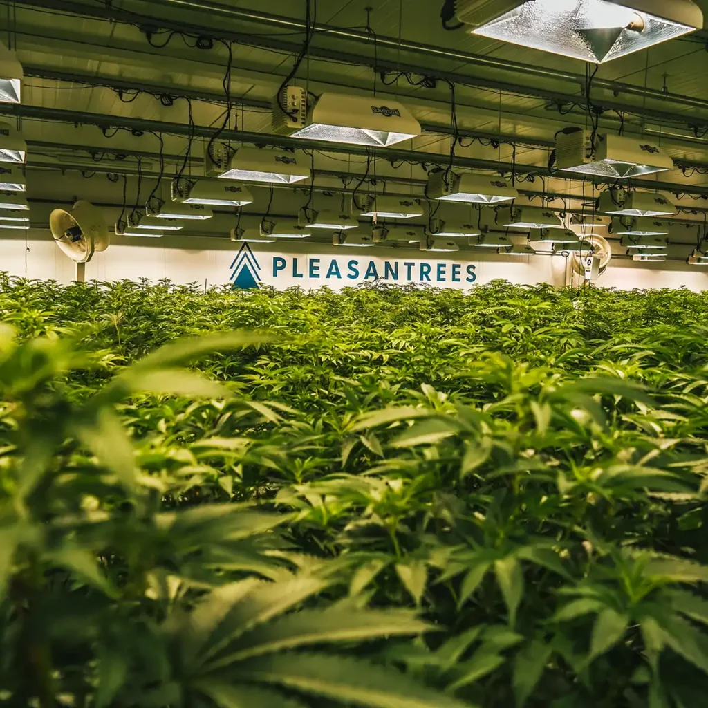 Pleasantrees-Cultivation