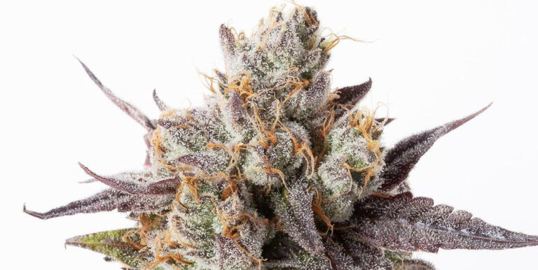 Pleasantrees Recreational Medical Marijuana Dispensary MI