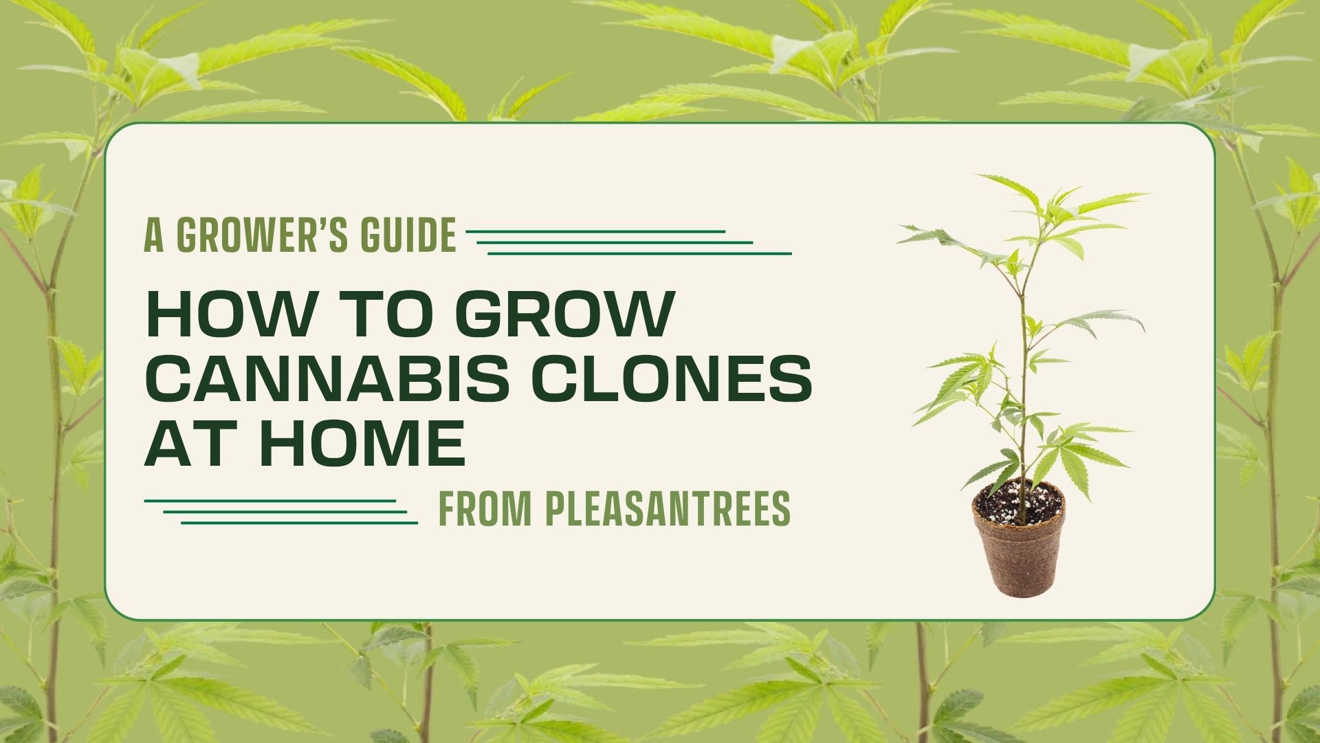 How to Grow Cannabis Clones at Home: A Michigan Grower's Guide