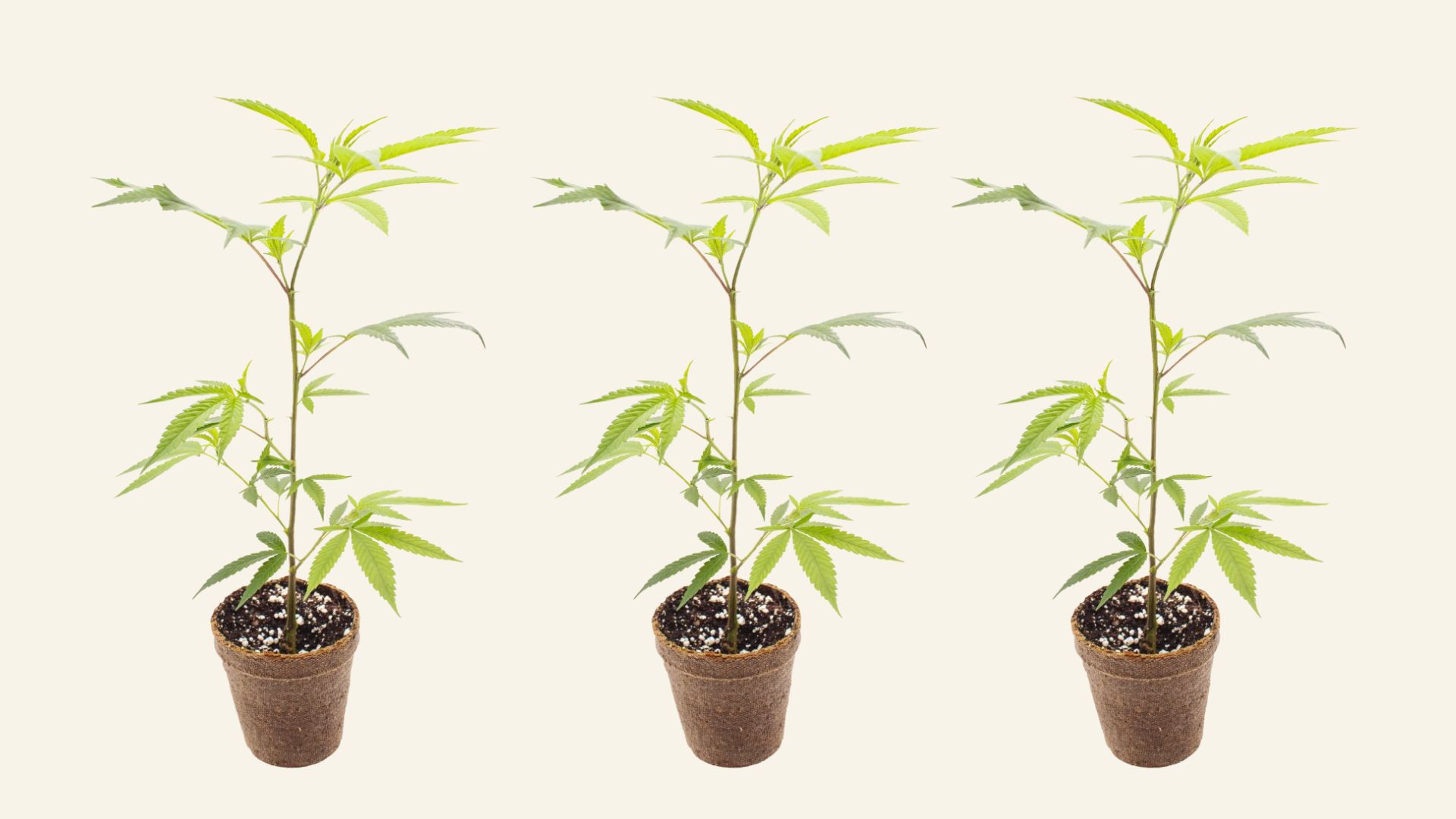 Pleasantrees cannabis clone in a pot